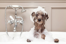 Dog bath